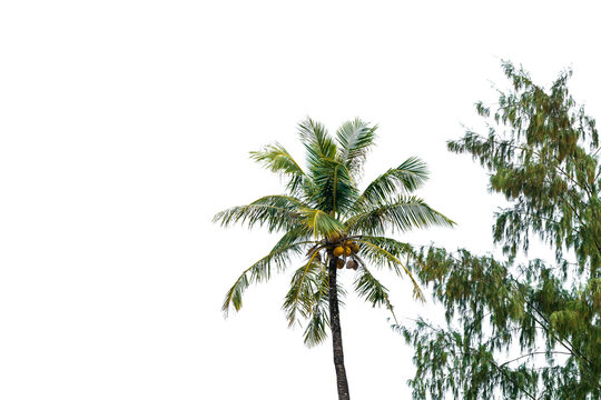 solitary palm tree on a white die-cut PNG file