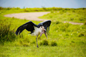wingspan of large African marabou seen from back