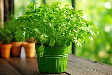 Potted parsley plant.