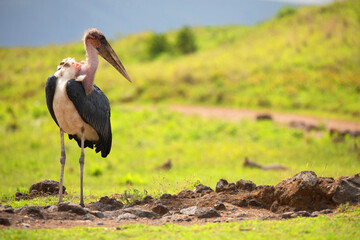 One big wild marabou on green meadow free
