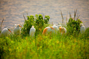 Egyptian herons( bubulcus ibis)have raised their peach tufts