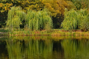 Russia. Altai Territory. Blooming sunflower on the endless sowing fields of Altai farmers near the village of Kolyvan.