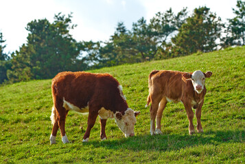Naklejka premium Hereford breed of brown cows grazing on sustainable farm in pasture field in the countryside. Raising and breeding livestock animals in agribusiness for free range organic cattle and dairy industry