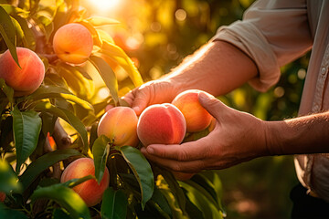 A man puts his hand on a ripe peach fruit in a garden with peach trees.