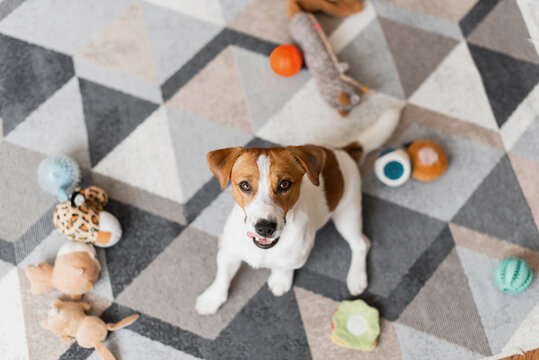 Portrait of Jack Russell Terrier dog made a mess with toys at home. Cute dog destroyed living room