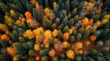 Fototapeta na wymiar Autumn Forest