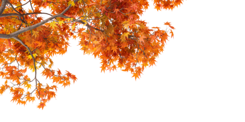 Isolated autumn leaves background