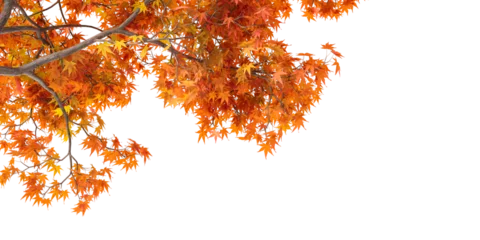 Foto op Plexiglas Isolated autumn leaves background © Buffstock