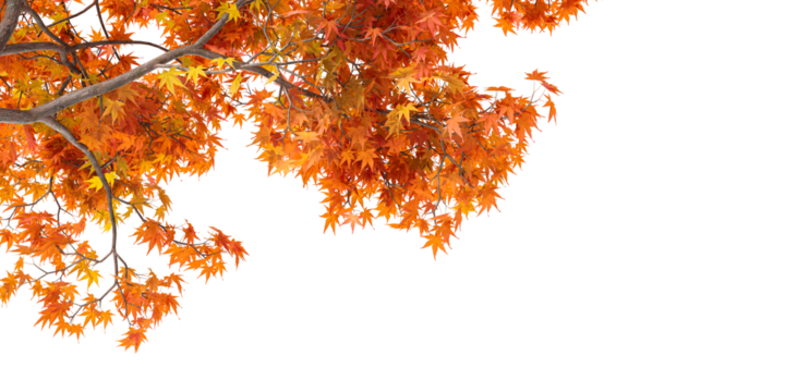 Isolated autumn leaves background