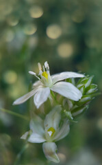 Weiß blühende Blumen im Garten