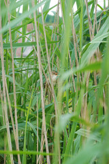 Obraz premium A small bird hiding in high grass near the river 