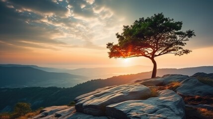 Alone tree on the mountain hill cliff in the forest at the sunset or evening time.