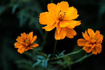 orange cosmos in the garden