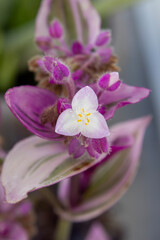 close up macro shot of a flower