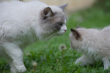 Ragdoll Katze mit Kitten im Garten