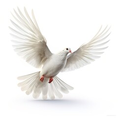 white flying dove isolated on white background
