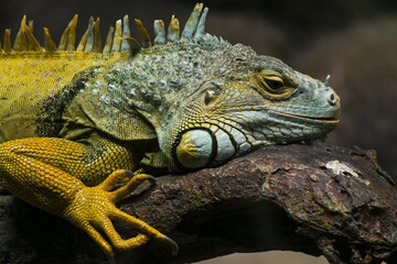 iguana on a tree