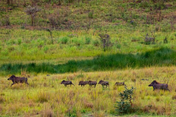 Common Warthog family in wild nature