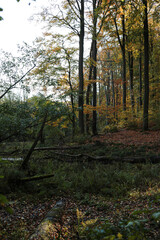 autumn forest in Grumsin