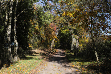autumn in the forest Grumsin