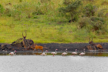 African Waterbuck in long grass South African wildlife