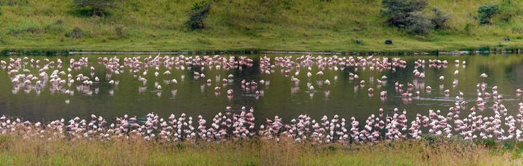 Many white-pink birds and their reflection in water