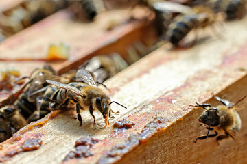 Bee drinking sirup