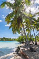 Tropical beach landscape with sun shining through palm tree leaves on the beautiful island of Tahaa in French Polynesia.
