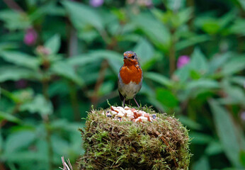 Eurasian robin in the woods