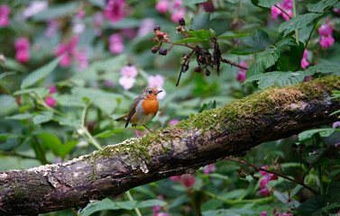Eurasian robin in the woods