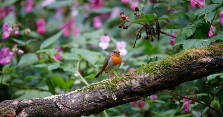 Eurasian robin in the woods