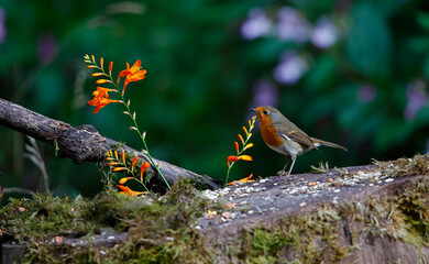 Eurasian robin in the woods