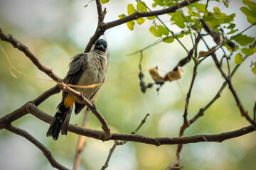 The Sooty-Headed Bulbul bird is a member of the Pycnonotidae family perches on the tree