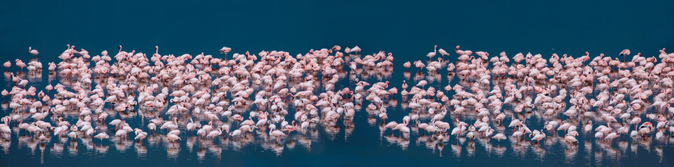 Many white-pink birds and their reflection in water - obrazy, fototapety, plakaty