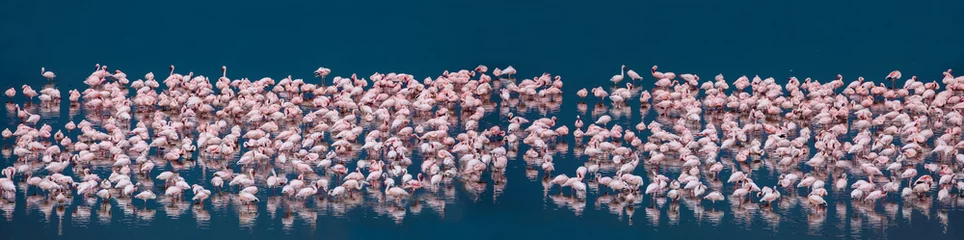 Gardinen Many white-pink birds and their reflection in water © Elena