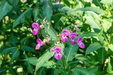 Impatiens glandulifera on a background of green leaves