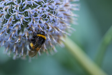 Large bumble bee on a thistle. Purple flower Echinops sphaerocephalus. Blue great globe thistle or pale purple flowering plant. Bumble bee and Perfect attracting pollinator blossoming flower. - Powered by Adobe