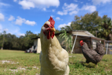 rooster on the farm posing for the camera with a mean look 