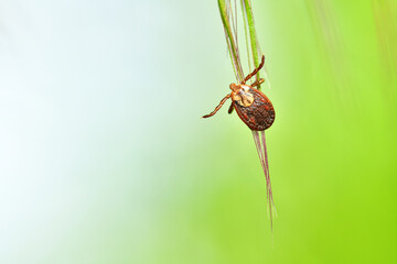 Tique en attente sur un brin d'herbe