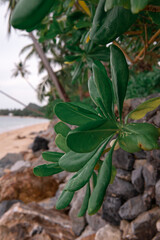 Beach naupaka, Scaevola taccada, or sea lettuce branch with green shiny leaves.