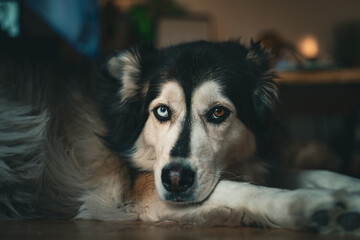 husky mix portrait 