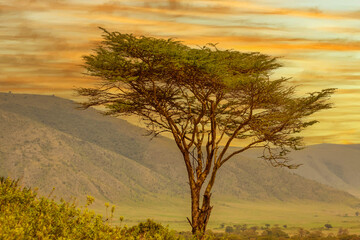 African landscape at sunrise with trees and mountains - obrazy, fototapety, plakaty