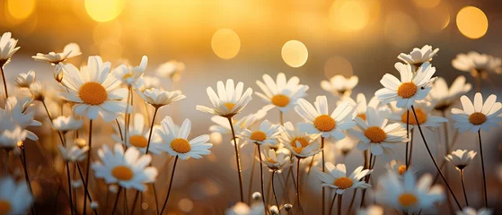Schilderijen op glas background daisy flower, blur background © Phimchanok
