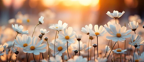 Wandaufkleber background daisy flower, blur background © Phimchanok