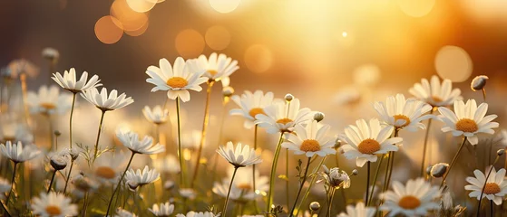 Zelfklevend Fotobehang background daisy flower, blur background © Phimchanok