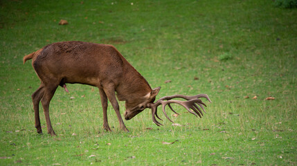 Deer rubbing southern antlers