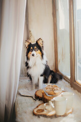 Shetland sheepdog (Sheltie) enjoying a delightful breakfast spread on a wooden plate, complete with coffee, tea, and delicious cakes.