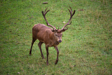 Naklejka premium Deer in the mating season watching its females in the rut
