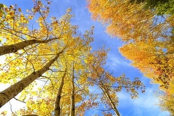 yellow leaves and  blue sky