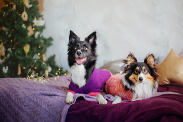 Border Collie and Sheltie (Shetland Sheepdog) Dogs in Festive Christmas and New Year Decorations